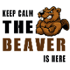 Stay calm, beaver is here