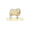 I love my Cheviot sheep
