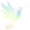 Hummingbird
