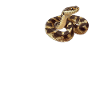 Serpents Serpent