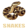 Snakes Snake