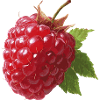 red raspberry