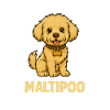 Maltipoo med krage – Barnmotiv