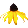 yellow flower coneflower sunflower