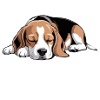 Nope Beagle Chien
