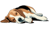 Beagle Mom