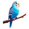 Budgie Bird Lover Budgies