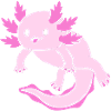 Axolotl
