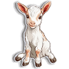 Chèvre