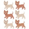 Yorkshire Terrier Diversité Amour