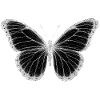 After Life - Butterfly