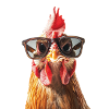Chicken Rooster Sunglasses