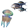 Jellyfish