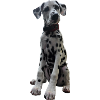 Dalmatian Puppy Pattern Contrast