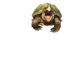 Snapping Turtles Snapping Turtle