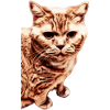 british shorthair cat