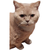 british shorthair cat cats