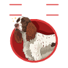 English Springer Spaniel Gift
