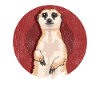 Suricate drôle suricate