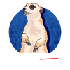 Meerkat Funny Meerkat Gift