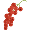 Red Currants