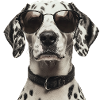 Dalmatian with sunglasses