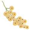 White Currant Bunch Illustration