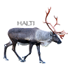 HALTI