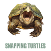Snapping Turtles Snapping Turtle