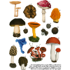 Mushrooms Lexicon