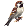 Sparrows Sparrow