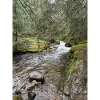 Stillleben im Wald mit Fluss