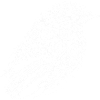 Bird white