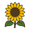 Sonnenblume