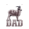 Jakobschaf Papa