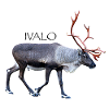 Ivalo