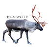 ISOSYOTE