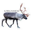 KARIGASNIEMI
