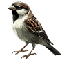 Moineaux Moineau