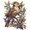 Sparrows Sparrow