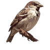 Sparrows Sparrow
