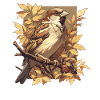Sparrows Sparrow
