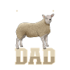 Texel sheep dad