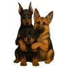 Chien Chiens Chiens mignons
