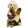 Chien Chiens Chiens mignons