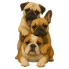 Chien Chiens Chiens mignons
