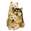 Chien Chiens Chiens mignons