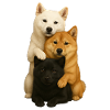 Chien Chiens Chiens mignons
