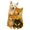 Chien Chiens Chiens mignons
