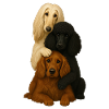 Dog Dogs Cute Dogs